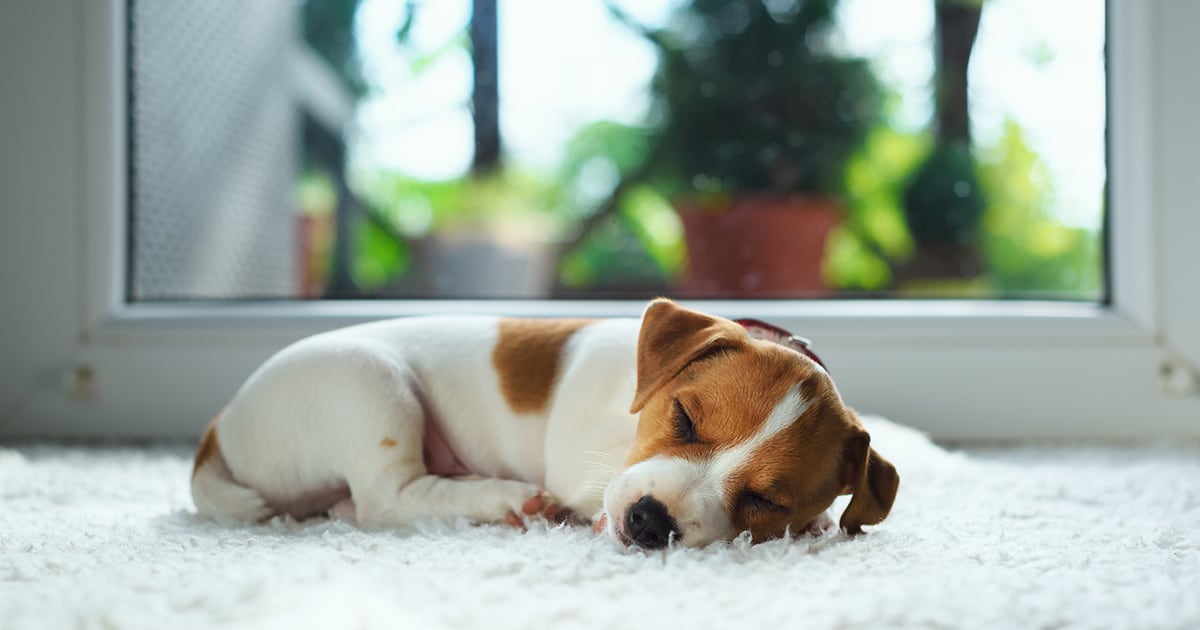Puppy Peacefully Sleeping on a Blanket | Diamond Pet Foods
