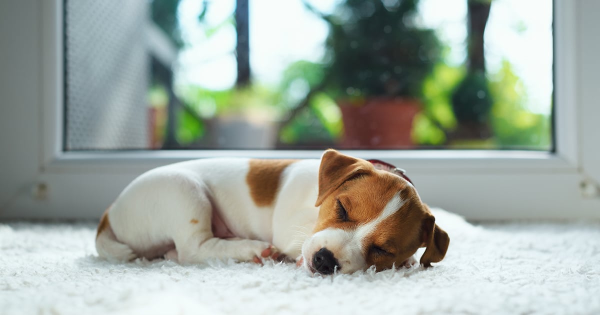 A brown and white puppy sleeping peacefully on a white rug.