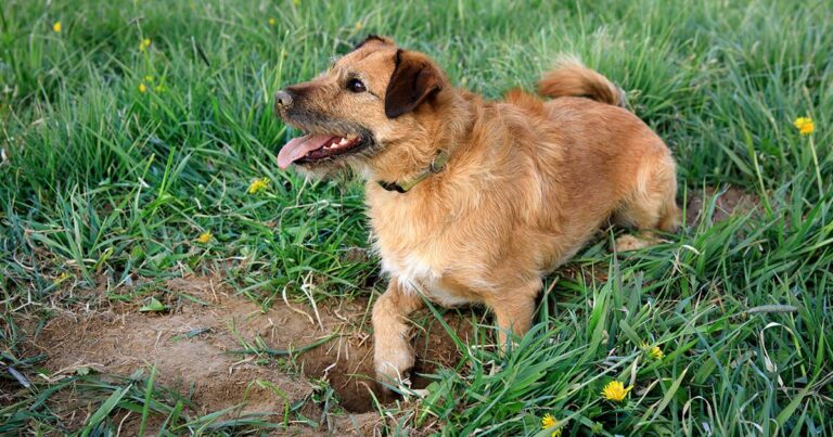 A brown dog lying in the grass digging a hole.