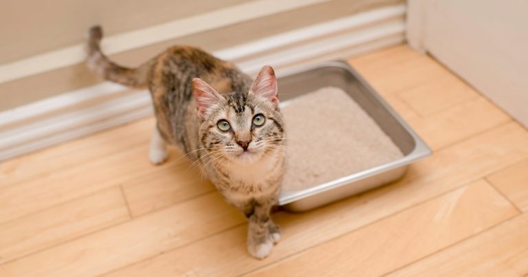 A cat looking up while standing on the floor next to a litter box.
