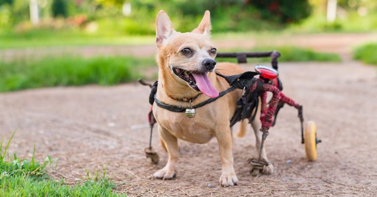 A disabled dog standing at the park in a dog wheelchair.