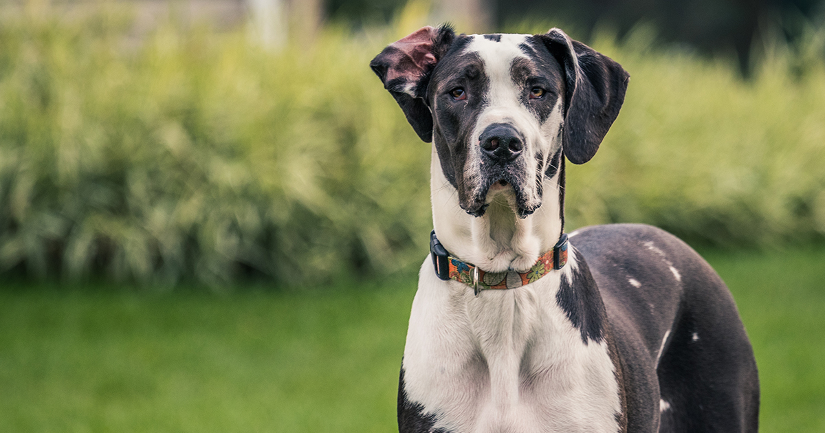 Profile of a Black and White Dog Standing Outside | Diamond Pet Foods