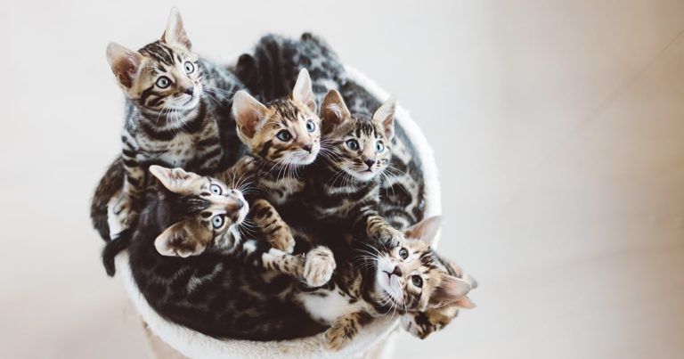 Kittens in a Basket | Diamond Pet Foods