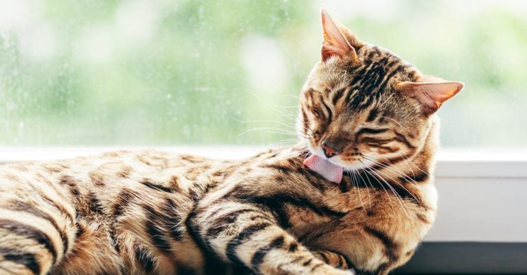A Cat Licking Themselves | Diamond Pet Foods