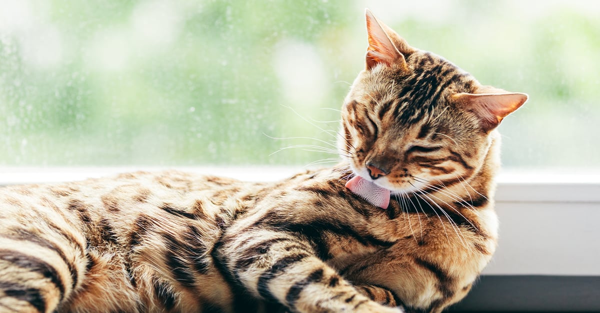 A Cat Licking Themselves | Diamond Pet Foods