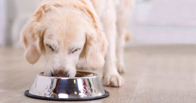 A dog eating from a metal bowl on the floor.