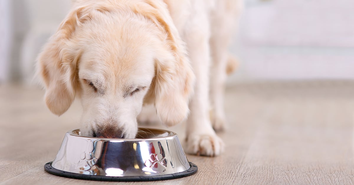A Dog Eating from a Bowl | Diamond Pet Foods