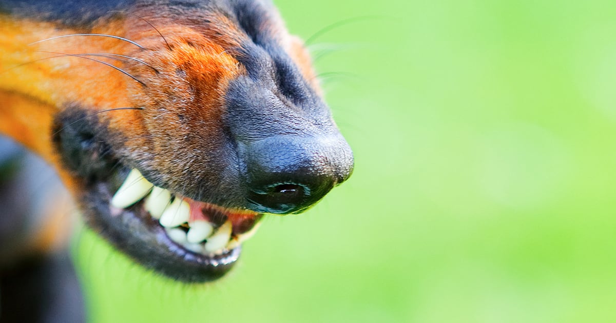 A Dog Showing Their Teeth | Diamond Pet Foods