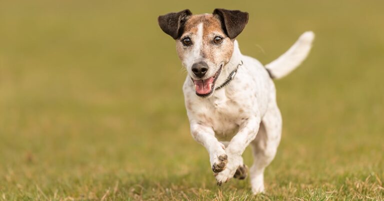 A small white and brown dog running through the grass.