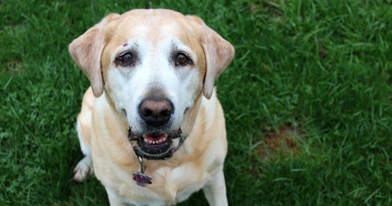 Tan and White Dog Sitting Looking Up at the Camera | Diamond Pet Foods
