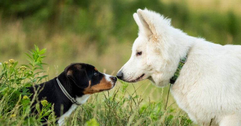 Two dogs sniffing each other in a park.