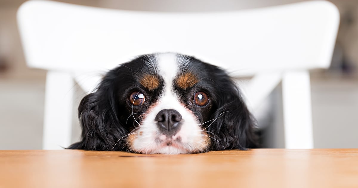 A dog resting its chin on a kitchen table.