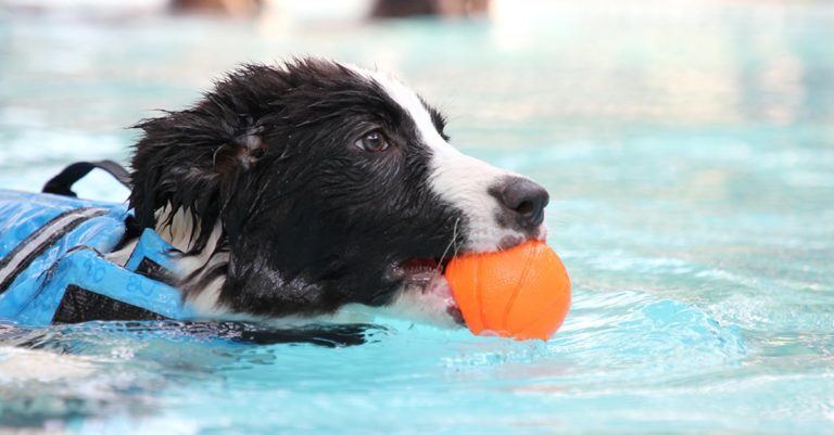 A dog wearing a life vest and swimming in a pool with an orange ball in its mouth.