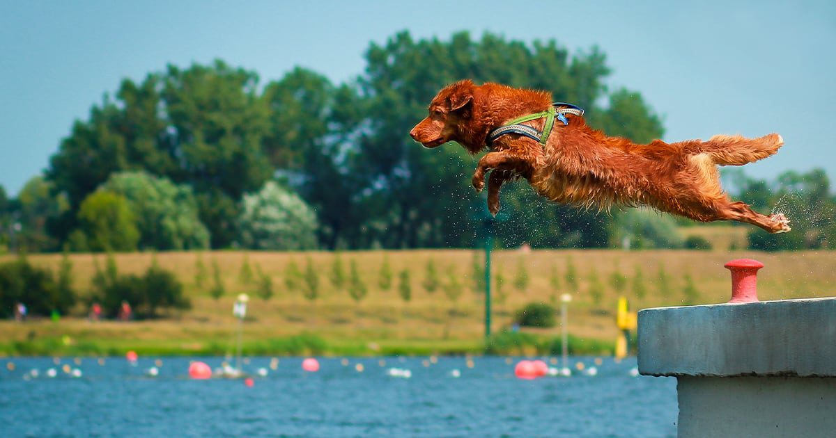 A dog wearing a harness leaping off of a dock into a large body of water.