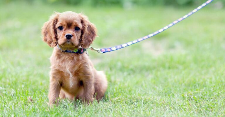 A young puppy on a leash sitting in the grass.