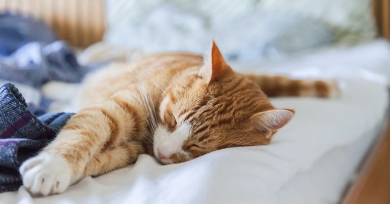 A cat sleeping comfortably on a bed.