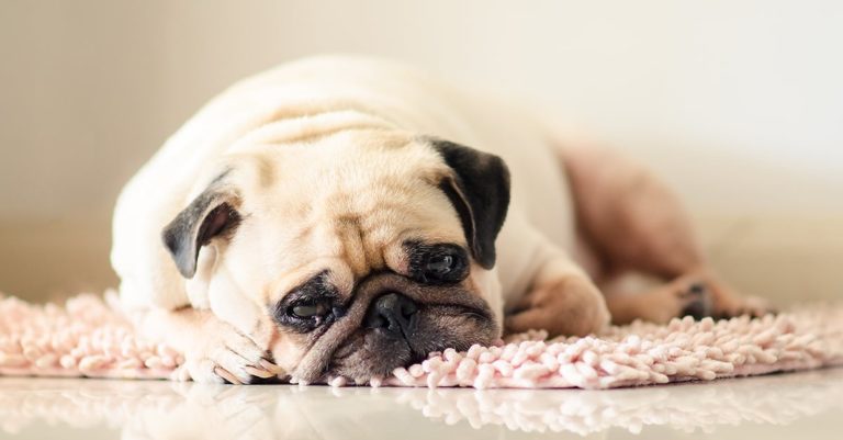 A small dog lying on a pink rug looking sad.