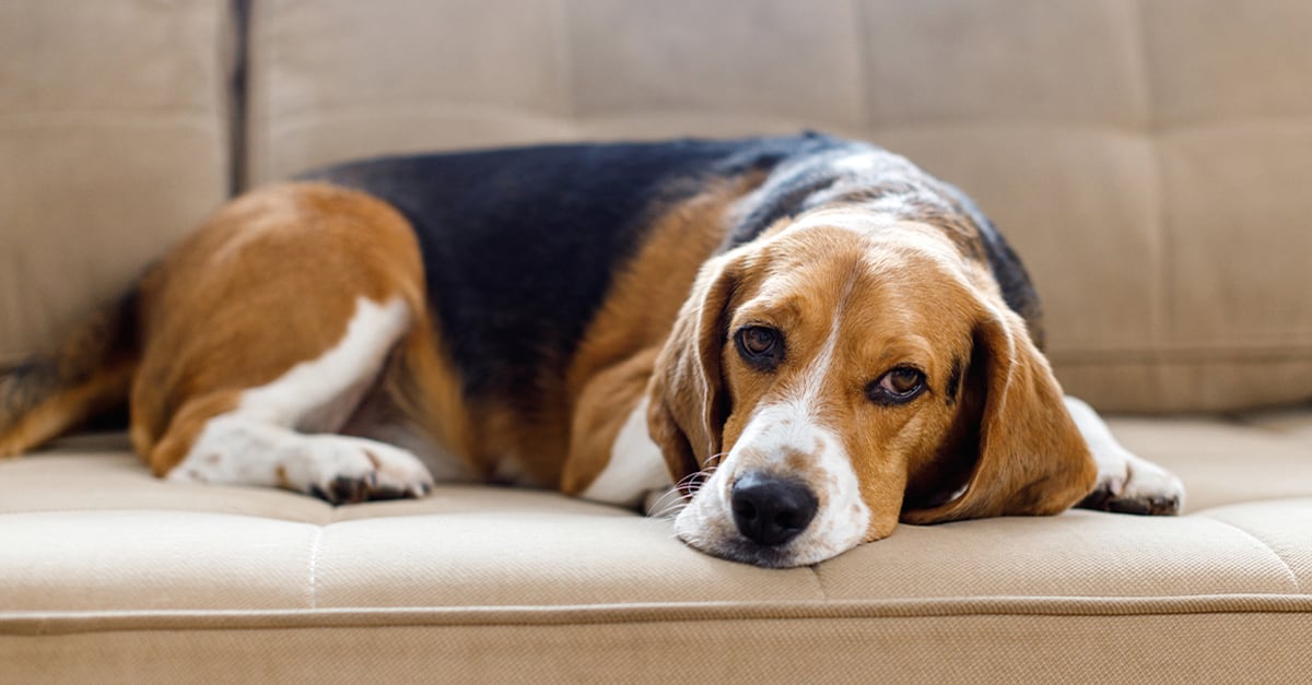 Dog Sitting on the Couch | Diamond Pet Foods
