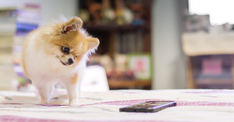 A small dog standing on a bed staring down at a phone screen.