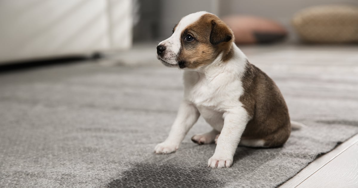 A young puppy sitting on a rug on the floor.