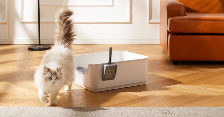 A white cat walking away from a litter box with its tail up.