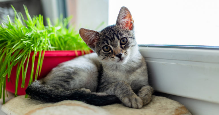 A small cat lying on a blanket next to a window sill.