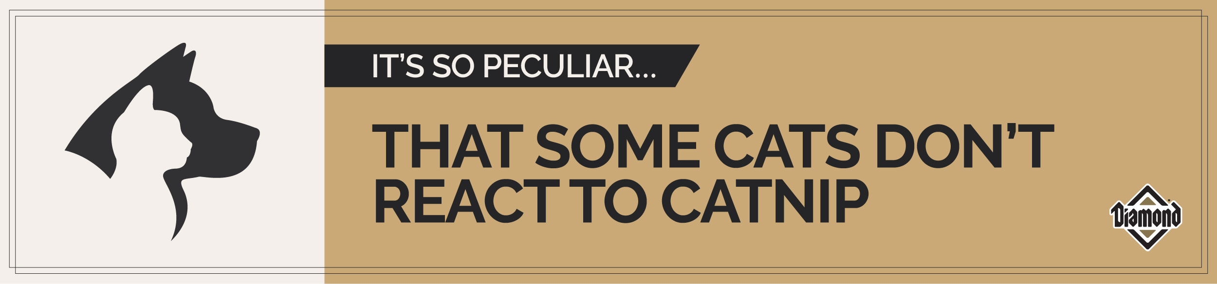 An interior graphic with text that reads, 'It's so peculiar...that some cats don't react to catnip'.