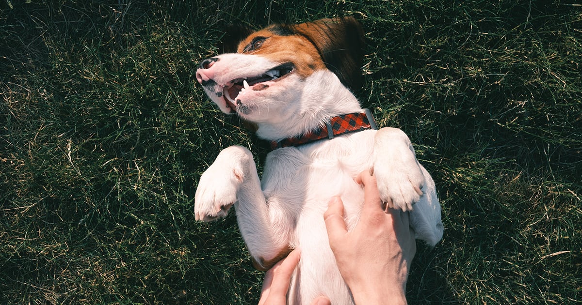 Dog Being Petted on the Grass | Diamond Pet Foods