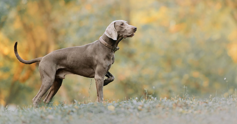 A gray dog standing in a grassy field.