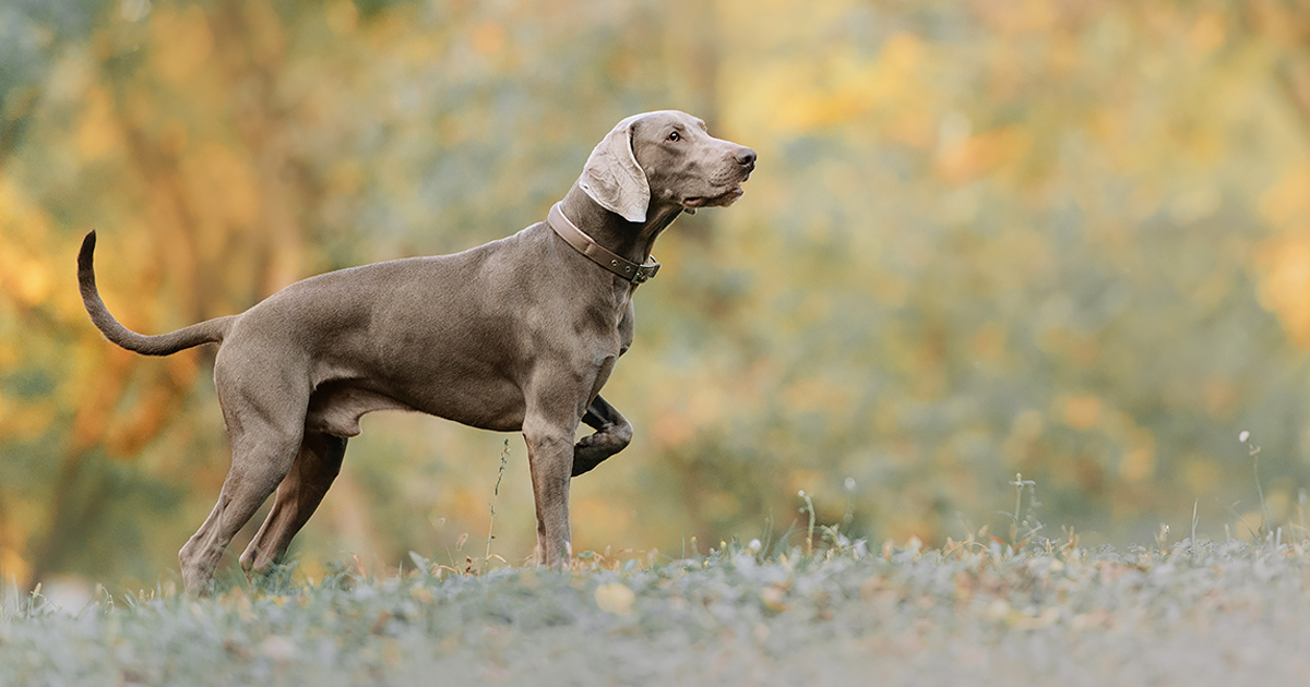 A gray dog standing in a grassy field.