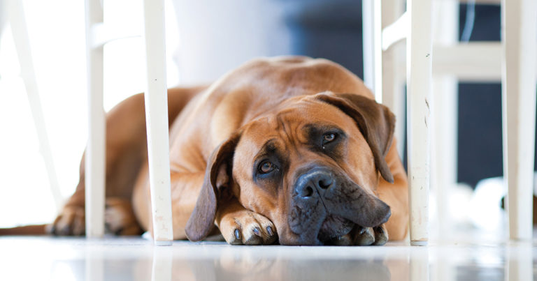 A Dog Lying on the Floor | Diamond Pet Foods