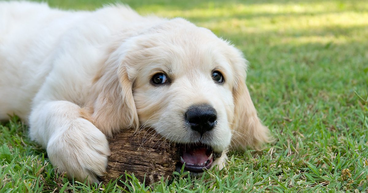 A puppy lying on the grass chewing on a small piece of wood.