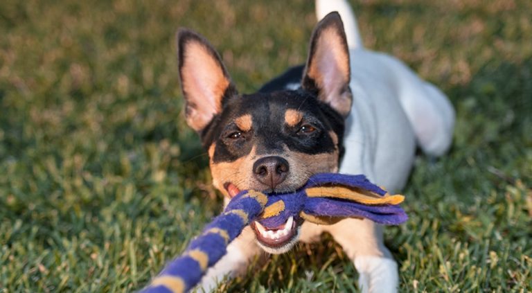 A dog lying in the grass tugging on a rope with its mouth.