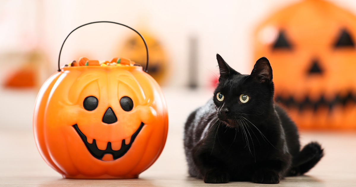 A black cat sitting next to a pumpkin-shaped bowl full of Halloween candy.