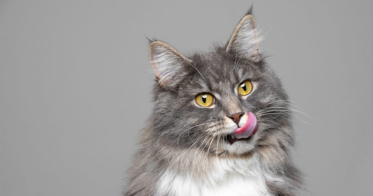 Close-up of cat looking forward | Diamond Pet Foods