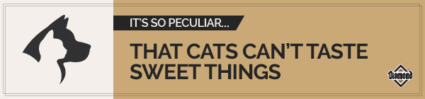 An interior graphic with text that reads, 'It's so peculiar...that cats can't taste sweet things'.