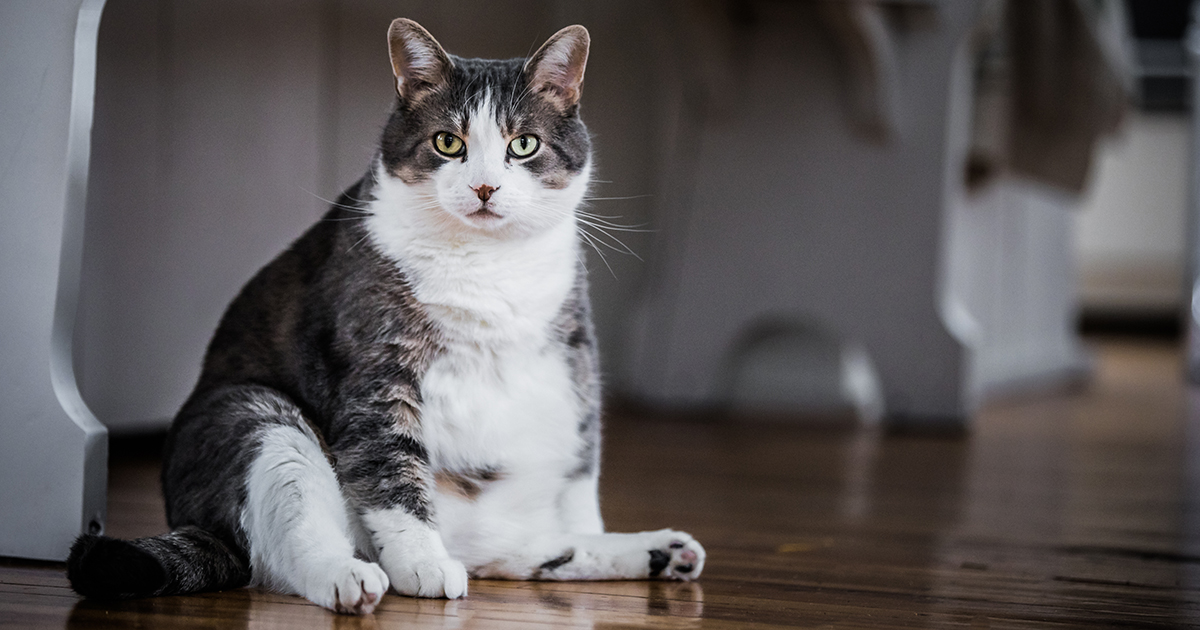 Overweight Cat Sitting on the Floor | Diamond Pet Foods