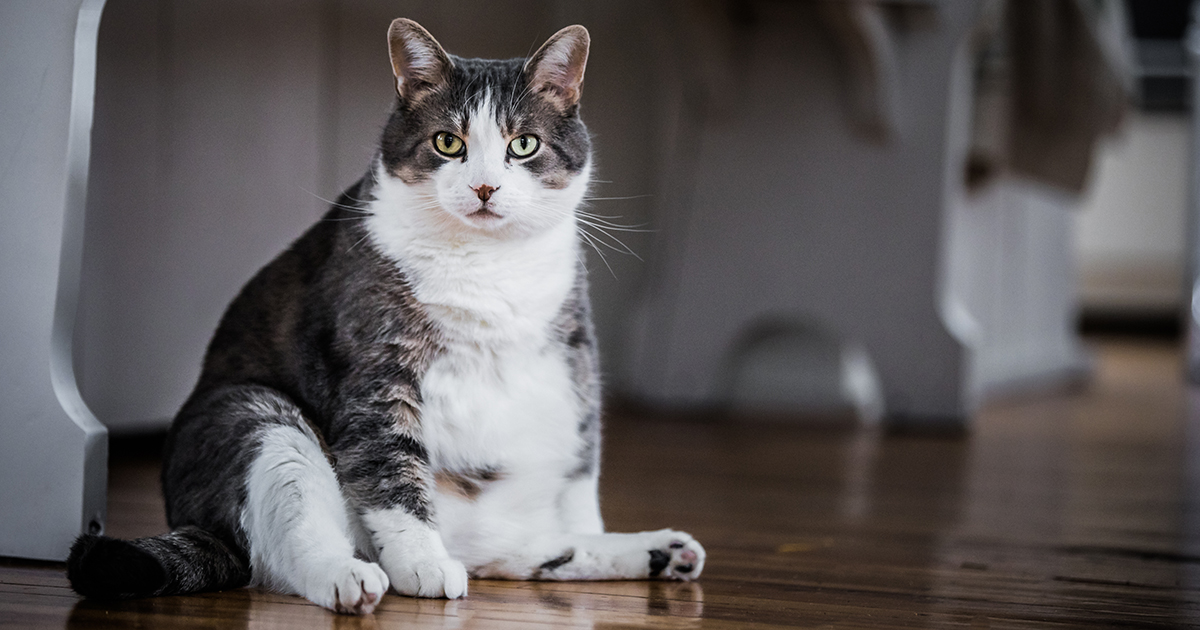 An overweight cat sitting on the floor.