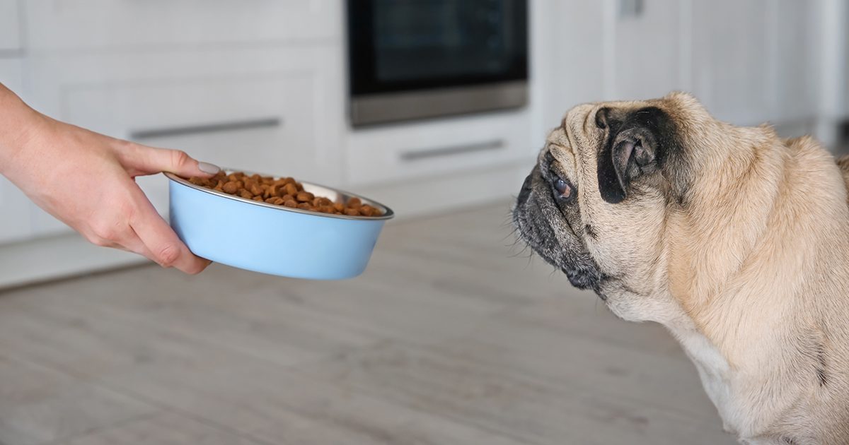 An overweight pug staring at a full bowl of dog kibble.