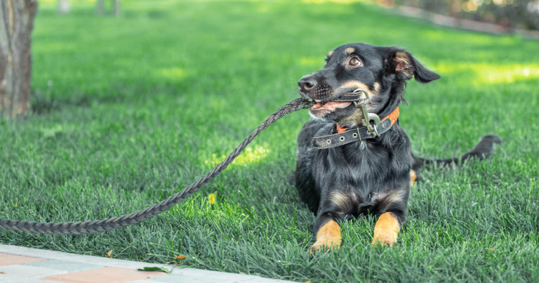 A black and tan puppy lying in the grass holding a leash in its mouth.