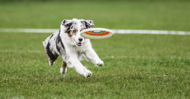 A white dog with black and brown spots chasing after a frisbee flying through the air in the park.