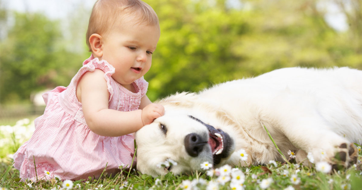 Baby and Dog Introductions Graphic | Diamond Pet Foods