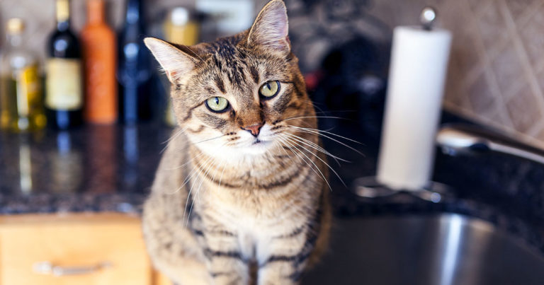 A cat sitting on top of a kitchen counter.