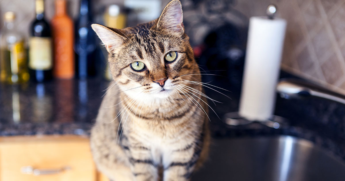 Cat Climbing on Kitchen Counter Graphic | Diamond Pet Foods