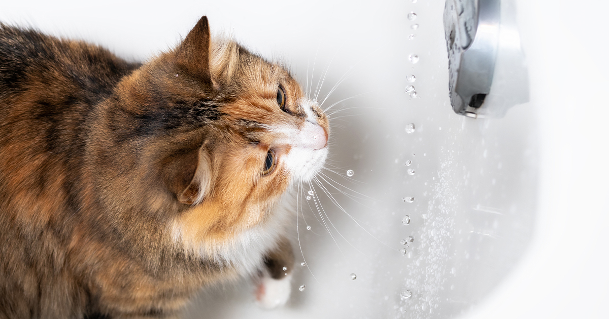 A cat standing in a bathtub watching droplets of water fall into the tub.
