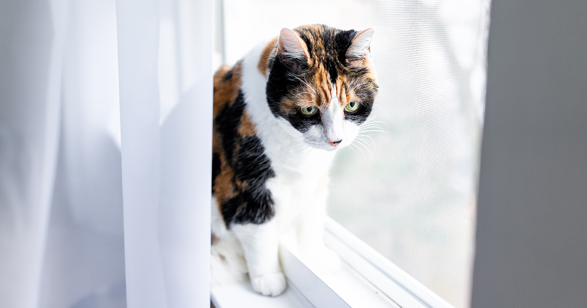 Cat Sitting Behind Window Curtains | Diamond Pet Foods