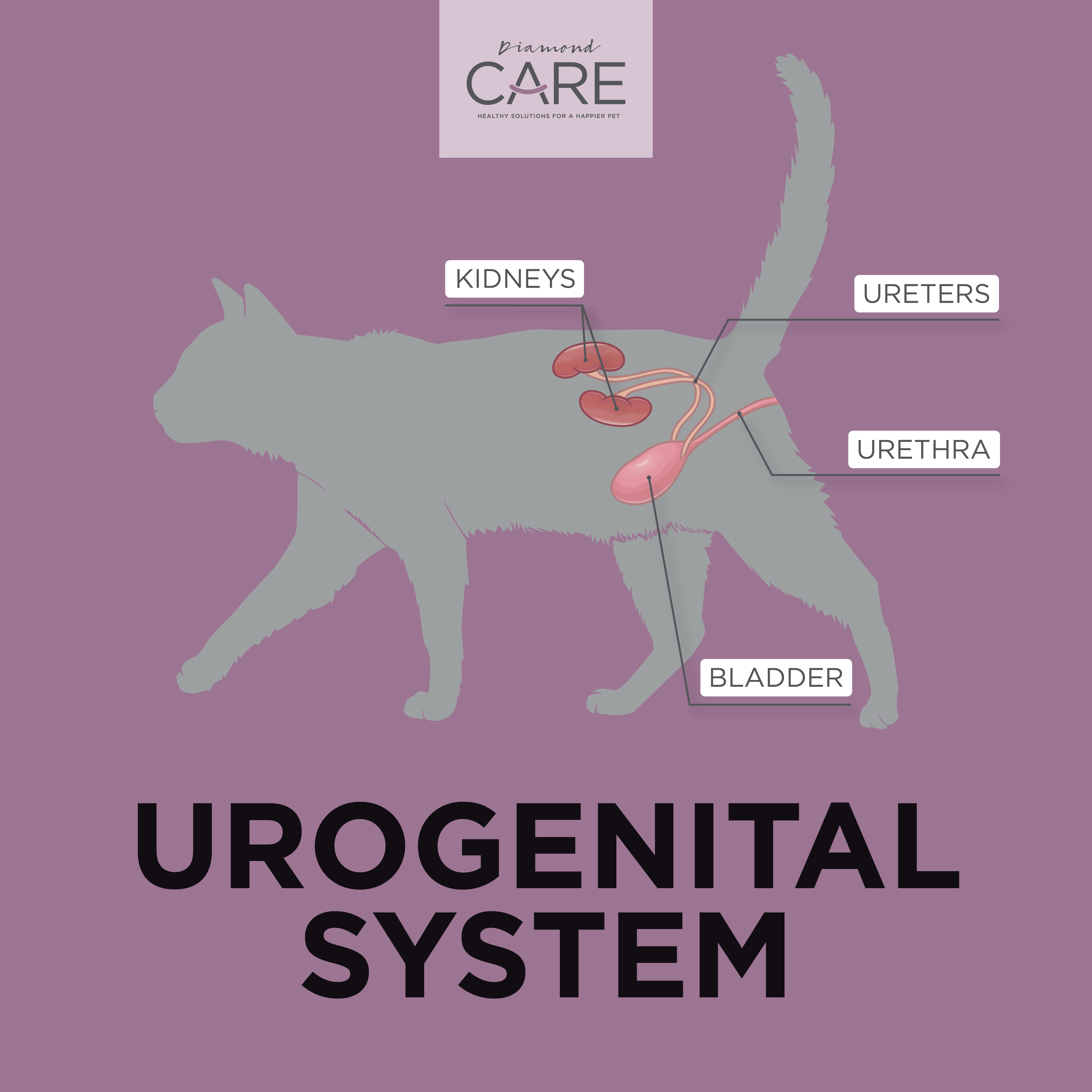 A graphic of a cat's urogenital system.