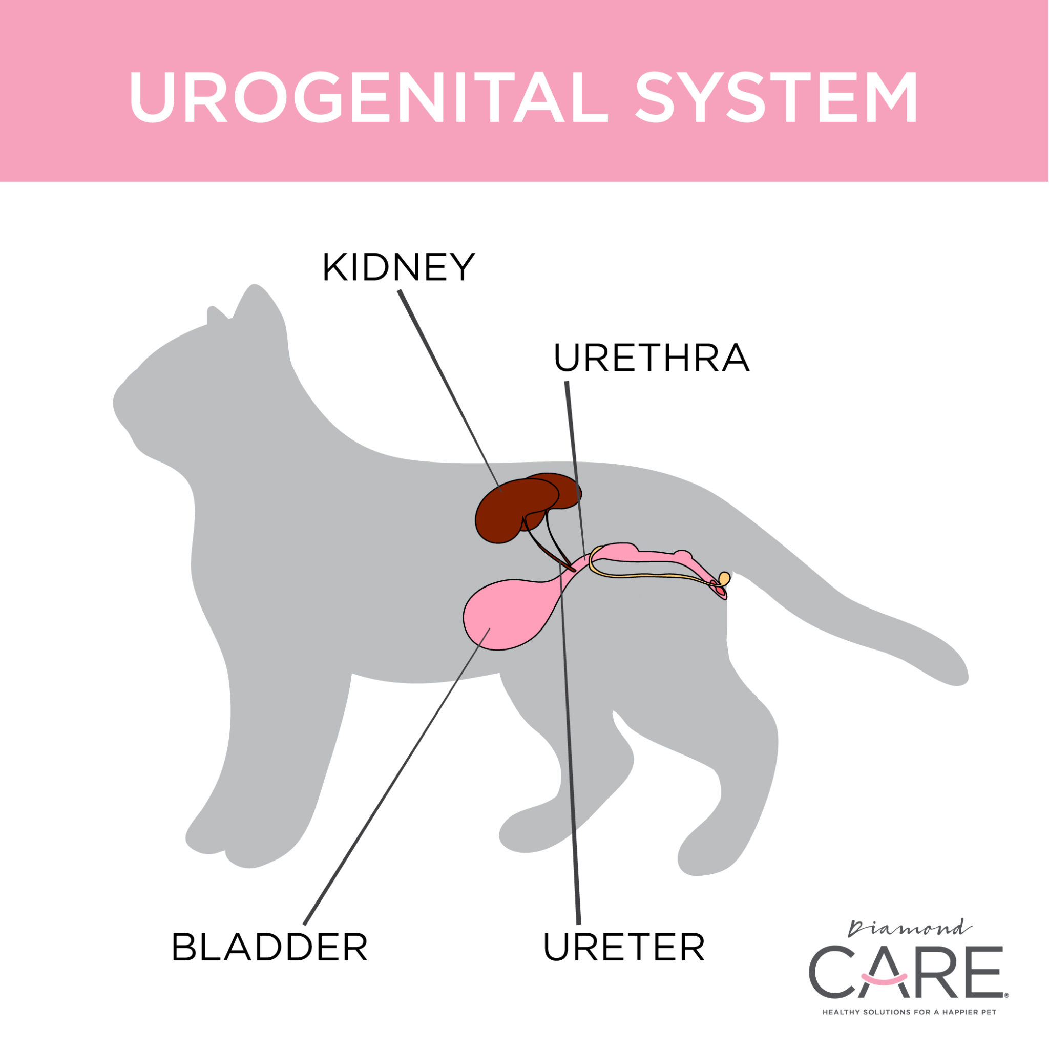 Cat Urinary Tract Infection Diamond Pet Foods