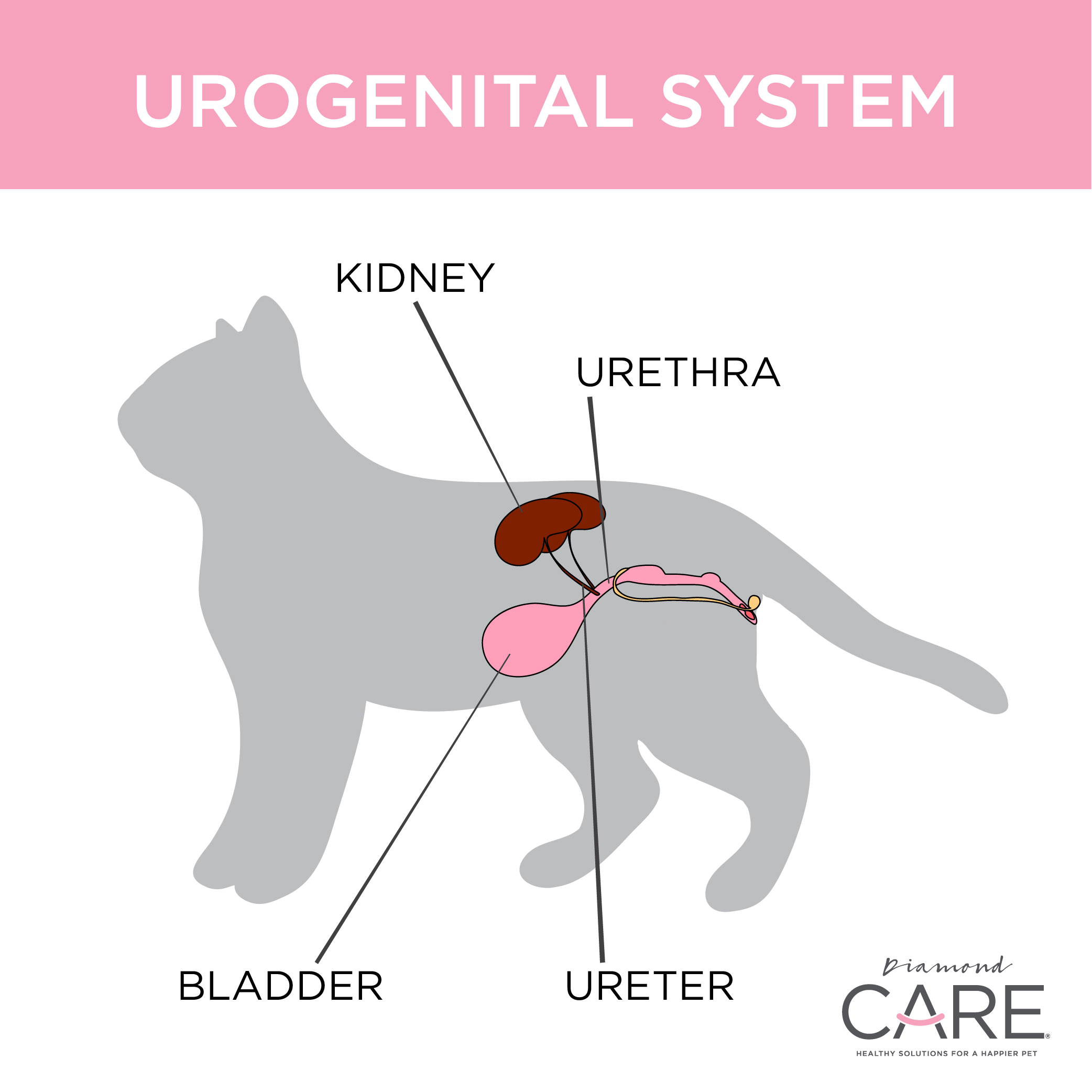 Cat Urinary Tract Infection Diamond Pet Foods