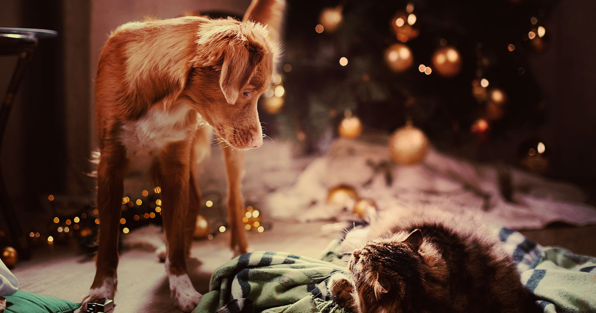 A dog staring down at a cat lying in a blanket next to a Christmas tree.